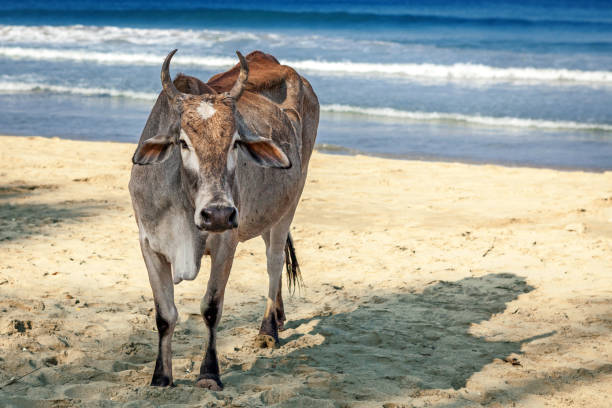 Cow on Beautiful Tropical beach Trincomalee at Sri Lanka