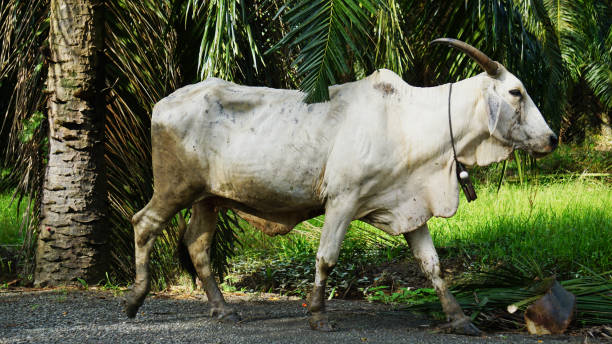 Close up cow walk pass oil palm farm at Labuk Bay sandakan, Borneo.