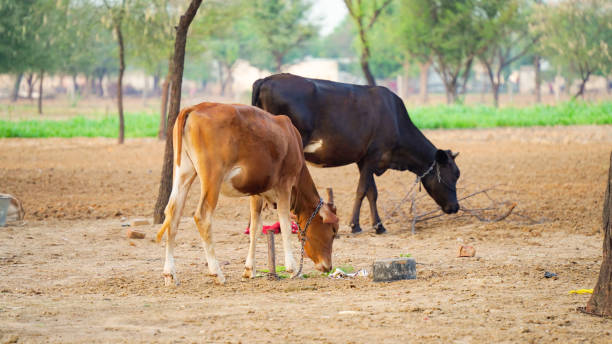 Pastoral scenery with domestic animals at livestock. A cute brown and black cow calf grazing on the grass floor in India